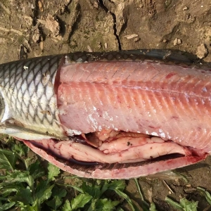 �r(ji��)�񲻔����q�������ã�����(zh��n)�A(y��)�����~�����Գ�Ѫ�����Ĵ��У������B(y��ng)���~��