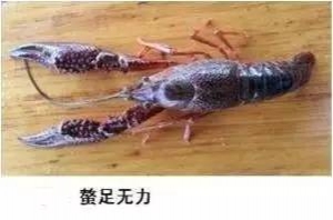 5-6��С���r�ĉ�(m��ng)�|�������˽⣡