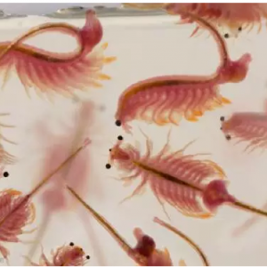 �S���x���غ��؅^(q��)�Ɍ��F��Ҏ(gu��)ģ�B(y��ng)ֳ��