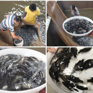 ��ϏS����Ҋ���̙C���˹�����Z�Z�~�磬�������������־���