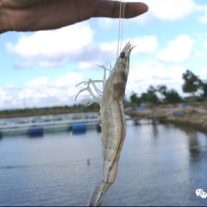 ���������g���ɹ��ʽ��߳ɣ������ġ��p�ϡ�ι�r��ֵ����W��