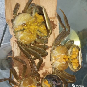 ��з�B(y��ng)ֳ�������Ч����ˮ�ݸ������{�屩�l(f��)��