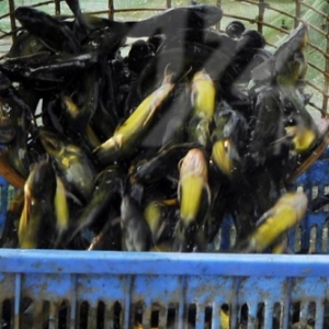 �ߜ����S��~�������ӣ��~�rƣܛ