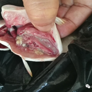 2017��7�½��K�Ј����