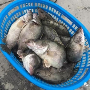 2017��7��28���Z�~���^�r