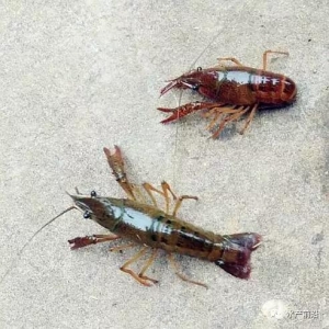 ��΅^�e"ҹ��С����"�������r�ͼt���r