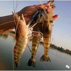 �_�����r���u�r(sh��)�C(j��)���F(xi��n)���r���Ј���ӭ���ش�׃��