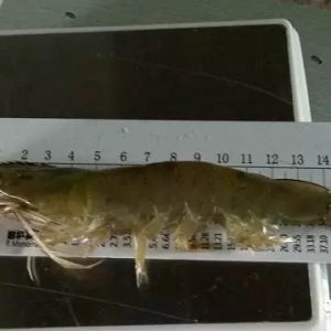 2017��9��11��ȫ��(gu��)�r�r(ji��)����