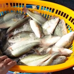 ��ȫ���ֹͶι���r�����~��������(d��ng)�r(sh��)�����x�����|�B(y��ng)ֳ��ȫ�����Ͷι��߉݋