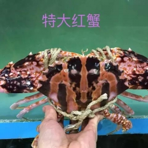 ������Ϣ���ش�t��з�������~�ӹ�Ʒ�����y�|������