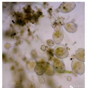 ���g(sh��)��؛��һ����׺�з�B(y��ng)ֳ�����wë�x�ķ��ش�ʩ