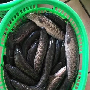 ���~���ڃȝq���^�󡪡�2017��9��18�����~���^�r