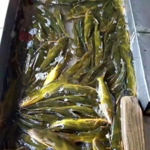 2017��9��18���S��~(y��)���^�r(ji��)