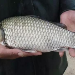 ����+���ϣ��a�~һ������һ�X��