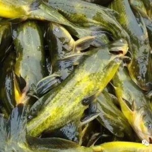 �͹ȕr(sh��)�����Į�ٍ��9000Ԫ�������к����E��