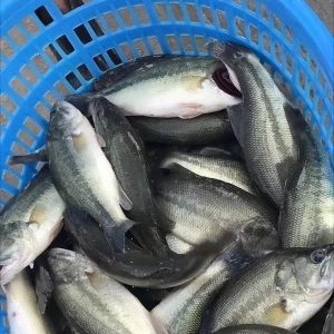 2017��10��4�ռ����|�~�r����---�r���ͦ����Ҏ��ȱ�~��