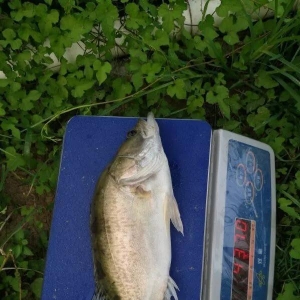 ��(ji��)�����ã��V�|���~�q1Ԫ/�2017��10��9�չ��~���^��r