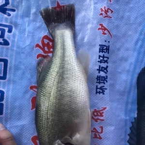 �V�|�����|7�����ϝq1Ԫ/��Ĵ��q0.5Ԫ/�-10��11�ռ����|�~�r ...