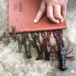 С���r�wɫ׃���c�����L(zh��ng)�l(f��)���ηN�P(gu��n)ϵ��