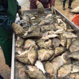 �V�|�Z�~����ʡӰ푕���1Ԫ/�������鿴�ã�-2017��10��26�չ��~���^�r