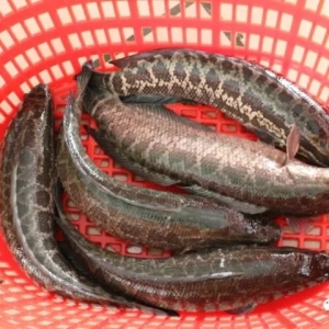 2017��12��4�չ��~���^�r