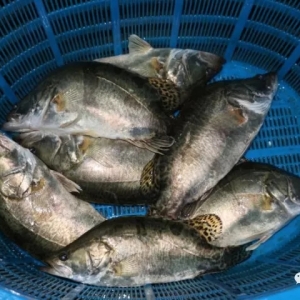 �͜؎���(l��i)�����飡�V�|�����|4��q1.3Ԫ/�