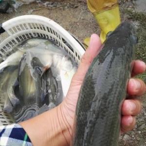 �ܺ���Ӱ푼����|�q�����@�����^��������