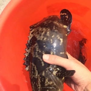 ��ѩ���u���~�rȫ���h�t���Z�~�����~�ȃr��(chu��ng)�vʷ�¸ߣ�