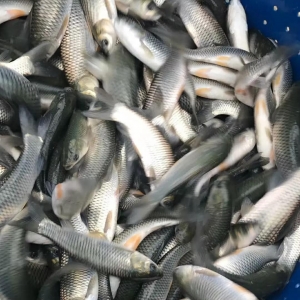 �V���y(t��ng)��ͻ��7Ԫ/�ɽ�|���~��q1.5Ԫ/��