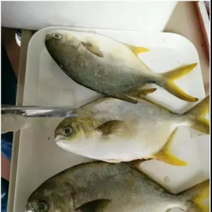 �V�|�����ϡ��V�����K�~�r(ji��)���q��4Ԫ/�