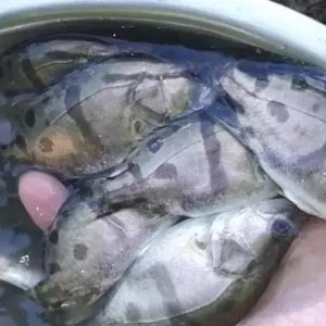 ����ʹ�Z�~�Bֳ�p���ʸ��_7�ɣ���Α�����