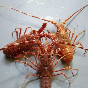 2018��3��26�պ��r������Ϣ����϶ࠖ���r�����������õ����