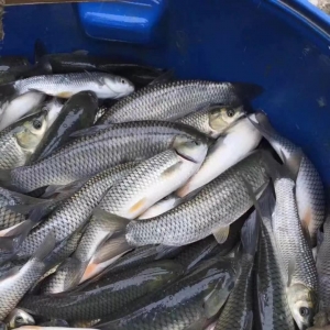 ���K���~����ϝq0.8Ԫ������ȱ�~�q�����@��