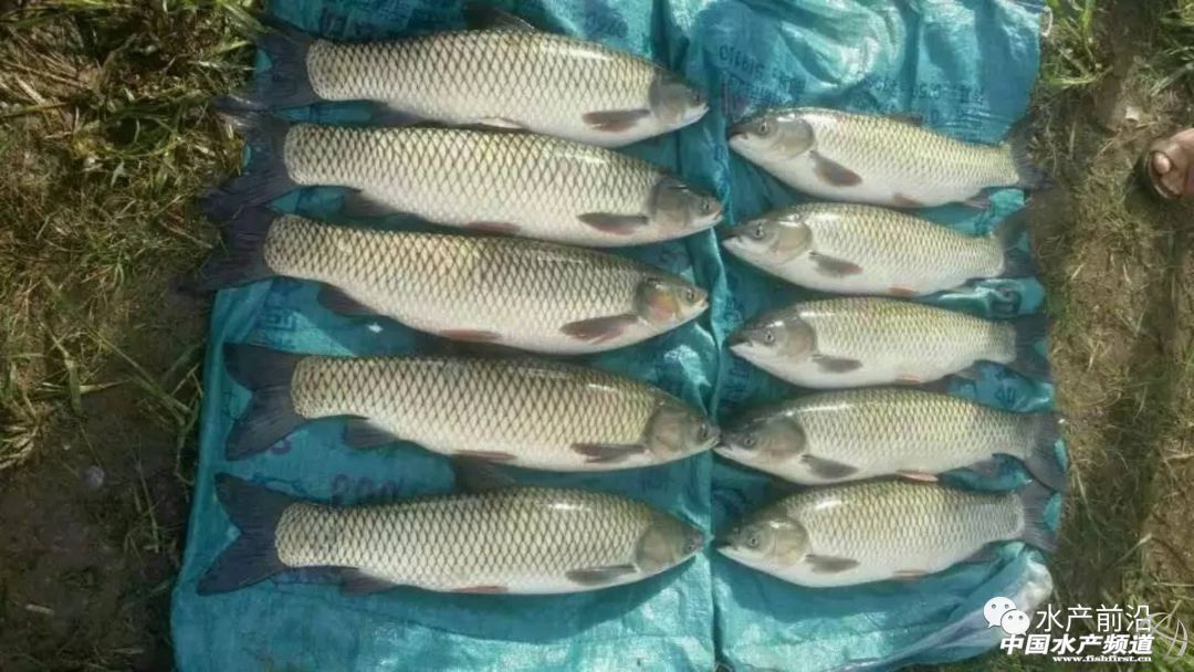 ���~���ļҏ�������2018�ꃞ�|���~������gӭ���]����ՈͶƱ��