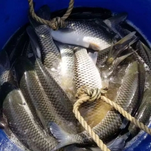 �����ݝO�����~��ӭ��(l��i)�q�r(ji��)���C(j��)��������ߝq0.3Ԫ