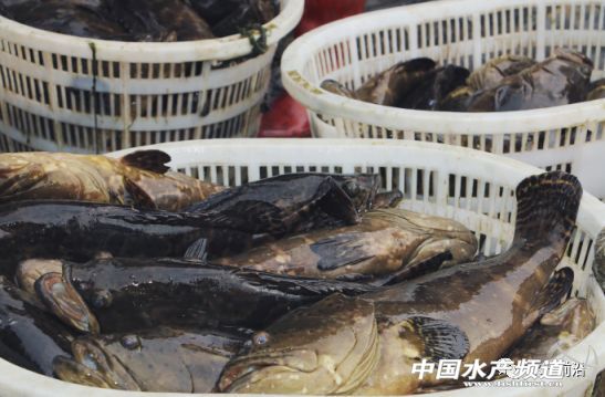 ����ʯ���~���r���B�����aֵ���_10���f������������ģ�