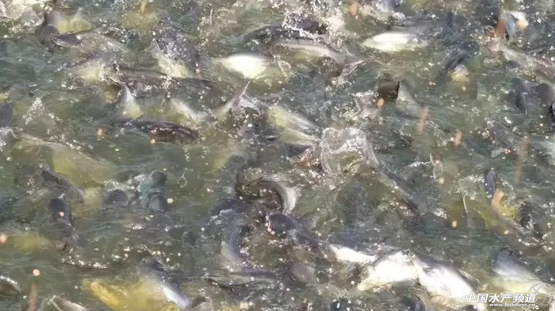 Խ�ϰ�ɳ�~�Ј�������(y��ng)���Ї�������ɳ�~�B(y��ng)ֳ���أ��l(f��)չ�Ї�������ɳ�~�B(y��ng)ֳ�a(ch��n)�I(y��)�����І᣿