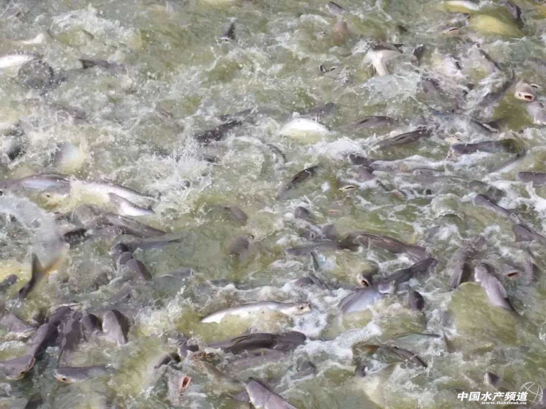 Խ�ϰ�ɳ�~�Ј�������(y��ng)���Ї�������ɳ�~�B(y��ng)ֳ���أ��l(f��)չ�Ї�������ɳ�~�B(y��ng)ֳ�a(ch��n)�I(y��)�����І᣿