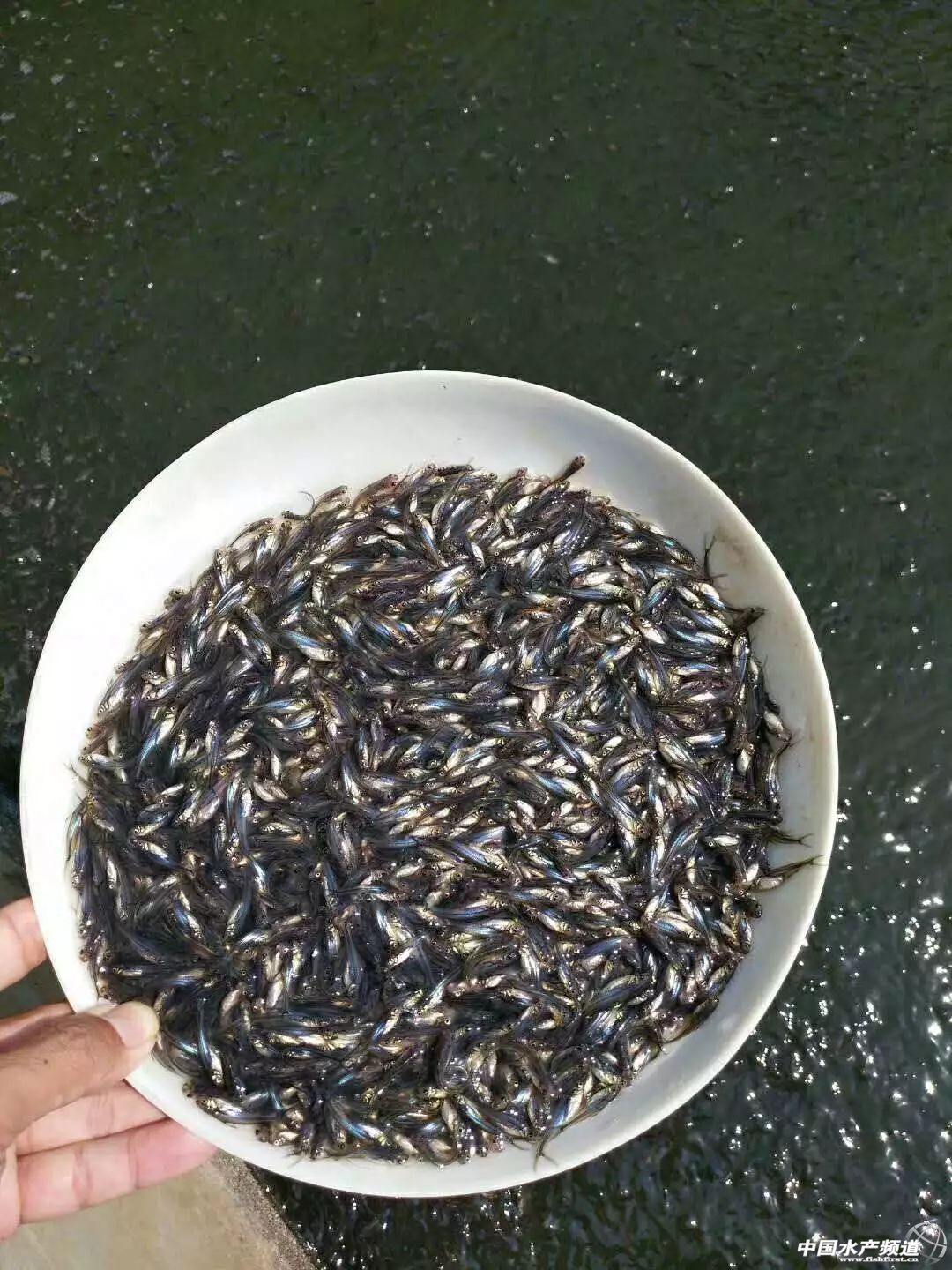 Խ�ϰ�ɳ�~�Ј�������(y��ng)���Ї�������ɳ�~�B(y��ng)ֳ���أ��l(f��)չ�Ї�������ɳ�~�B(y��ng)ֳ�a(ch��n)�I(y��)�����І᣿