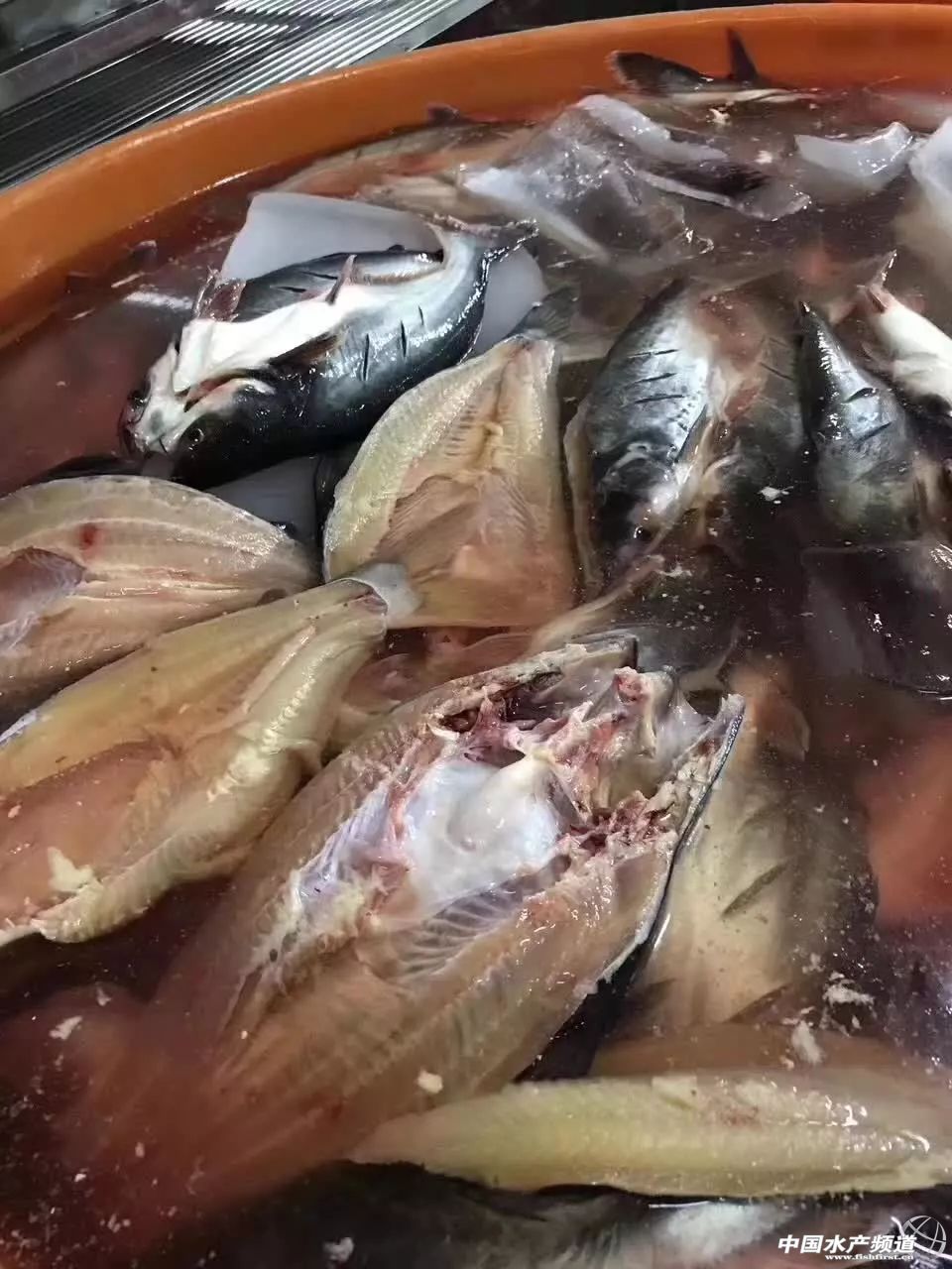 Խ�ϰ�ɳ�~�Ј�������(y��ng)���Ї�������ɳ�~�B(y��ng)ֳ���أ��l(f��)չ�Ї�������ɳ�~�B(y��ng)ֳ�a(ch��n)�I(y��)�����І᣿