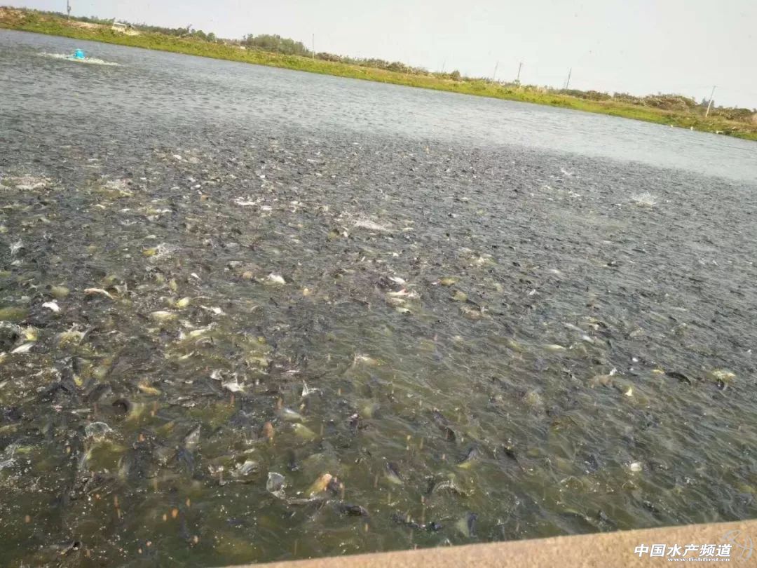 Խ�ϰ�ɳ�~�Ј�������(y��ng)���Ї�������ɳ�~�B(y��ng)ֳ���أ��l(f��)չ�Ї�������ɳ�~�B(y��ng)ֳ�a(ch��n)�I(y��)�����І᣿