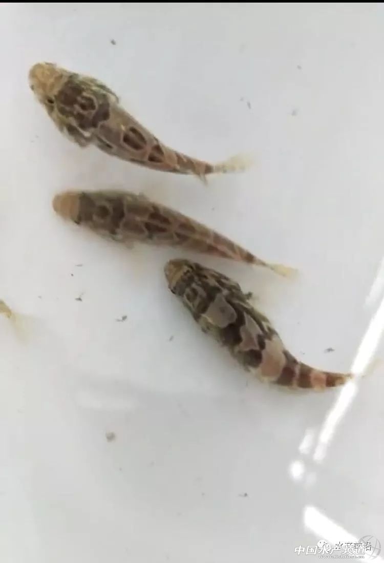 �����@�l�������o(h��)�w֮�~(y��)����ᣬ���B(y��ng)�����@�ݮa(ch��n)�I(y��)��(b��o)��Ո(q��ng)�պ���