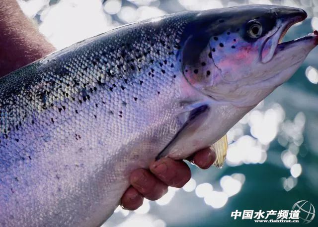 �V���Ј������~��؛���ձ顰���������Ј�ϴ�ƣ����P�����~ӭ�����ã�