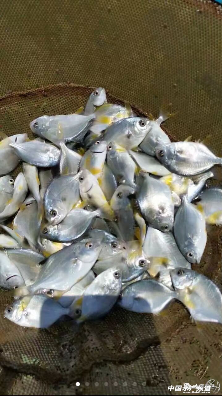 ������K�~�r��q��13Ԫ/�Ո�@���Bֳ���㌢�к��S������