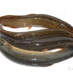 �����v�^�������į��������2018�ꌢ��Σ�