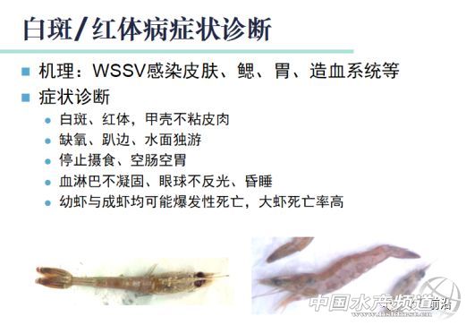 �r�硢�����������B(y��ng)ֳϵ�y(t��ng)��������˵��B(y��ng)ֳ���@Щ���}���̎����