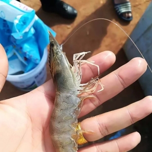 �׌��r��ٍ15�fԪ�������|�B��������D�B�ꔡ����