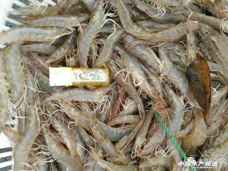 �y����Ӣ���������H4������H35�q�ƹ����N��60�|β������߀�f���Ժ��B�r��Խ��Խ���B