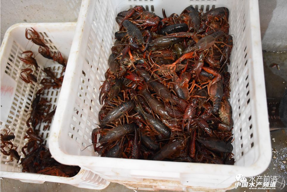 �����桱�������M(j��n)�������������߮a(ch��n)���@�����t���a(ch��n)�I(y��)��(d��ng)��t�t���