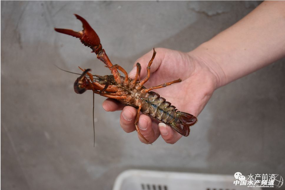 �����桱�������M(j��n)�������������߮a(ch��n)���@�����t���a(ch��n)�I(y��)��(d��ng)��t�t���